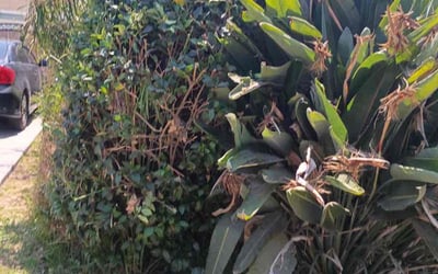 Photo of Uneki B.'s yard after getting tree care in Arroyo Grande, CA