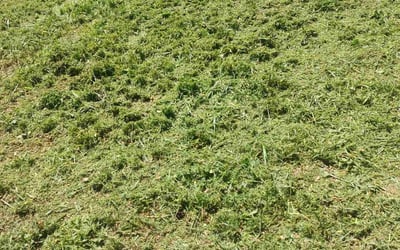 Photo of Renee D.'s yard after getting landscaping in Guffey, CO