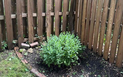 Photo of Michele C.'s yard after getting landscaping in Pittsburgh, PA