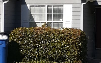 Photo of Kenya C.'s yard after getting tree care in Clarkston, GA