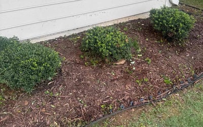 Photo of Elizabeth A.'s yard after getting landscaping in Roswell, GA