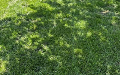 Photo of Natalie S.'s yard after getting landscaping in Lawrence Township, NJ