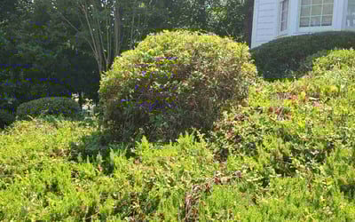 Photo of Araceli B.'s yard after getting landscaping in Madison, GA