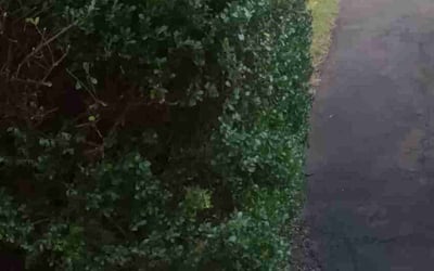 Photo of Javier V.'s yard after getting tree care in West Chester, PA