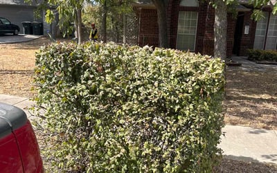 Photo of Chris S.'s yard after getting landscaping in Red Rock, TX