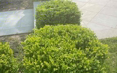 Photo of Mohammad H.'s yard after getting tree care in Deer Park, NY
