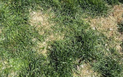 Photo of Tiffany S.'s yard after getting landscaping in Guffey, CO