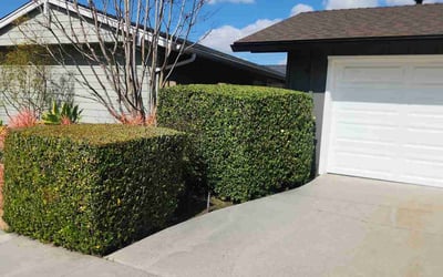 Photo of Alexis B.'s yard after getting landscaping in Laguna Beach, CA