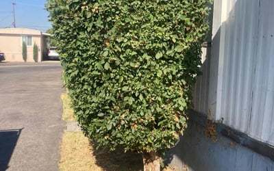 Photo of Nathan R.'s yard after getting landscaping in Sun City, CA