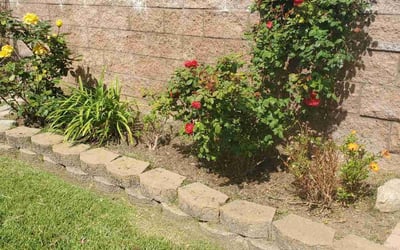 Photo of Frank T.'s yard after getting landscaping in San Marcos, CA
