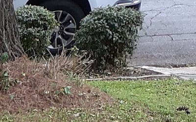 Photo of Shanna L.'s yard after getting landscaping in Bostwick, GA