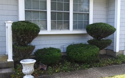 Photo of Beverly W.'s yard after getting landscaping in Cape May, NJ