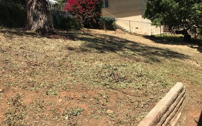 Photo of Sean C.'s yard after getting tree care in Marysville, CA