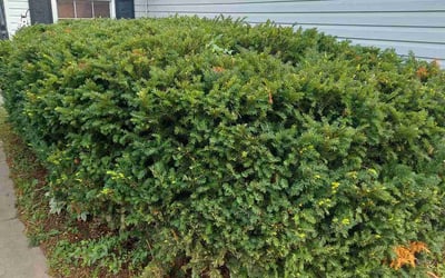 Photo of Joy M.'s yard after getting landscaping in Cottage Grove, MN