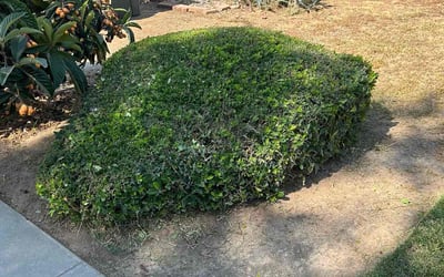 Photo of Jamie D.'s yard after getting landscaping in Fresno, CA