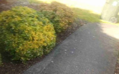 Photo of Tai M.'s yard after getting tree care in Woodinville, WA