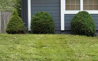 Photo of Donna T.'s yard after getting landscaping in Oak Grove, MO