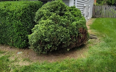Photo of Pamela B.'s yard after getting landscaping in Cowgill, MO