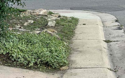 Photo of Debania C.'s yard after getting tree care in Fairplay, CO