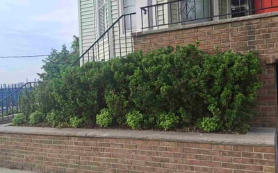 Photo of Nick D.'s yard after getting landscaping in Tenafly, NJ