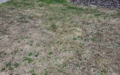 Photo of John M.'s yard after getting landscaping in Gainesville, FL
