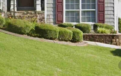 Photo of Henry C.'s yard after getting landscaping in Hillsboro, GA