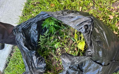 Photo of Priscilla B.'s yard after getting tree care in Fruitland Park, FL