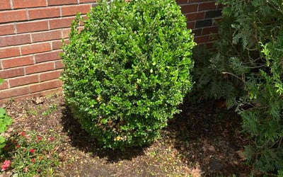 Photo of Gerald P.'s yard after getting landscaping in La Vergne, TN