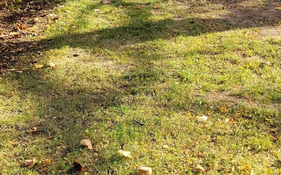 Photo of Michael G.'s yard after getting landscaping in Logan, OH