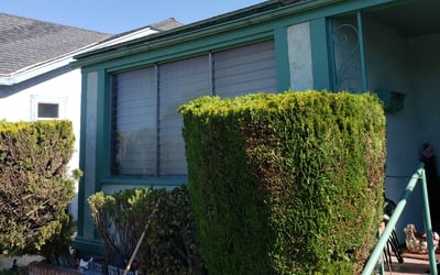 Photo of Sue J.'s yard after getting tree care in San Francisco, CA