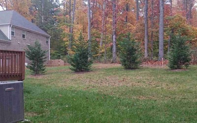Photo of Mike W.'s yard after getting landscaping in Oak Ridge, NC