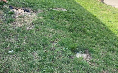 Photo of Patricia D.'s yard after getting landscaping in Amsterdam, MO