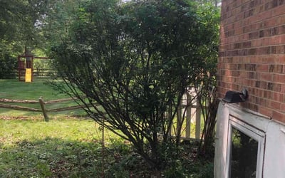 Photo of Michael H.'s yard after getting landscaping in Amelia, OH