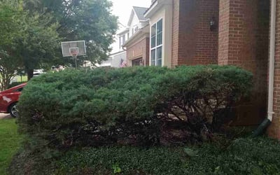 Photo of Carl B.'s yard after getting landscaping in Ashburn, VA