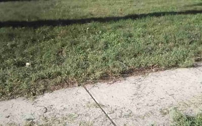 Photo of Robert W.'s yard after getting landscaping in Delta, OH