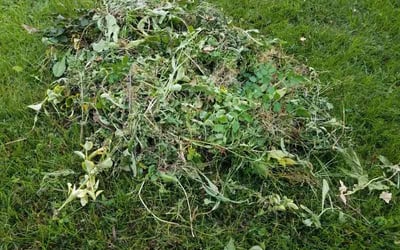 Photo of Nicole S.'s yard after getting landscaping in Newburg, MD