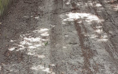 Photo of Daniela T.'s yard after getting tree care in Mulberry, FL