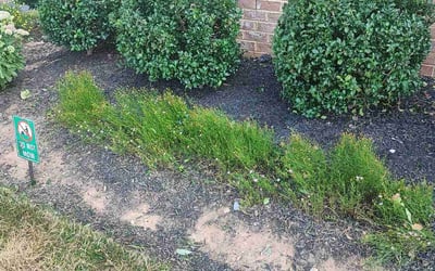 Photo of efua t.'s yard after getting landscaping in Frederick, MD
