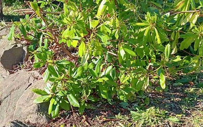 Photo of Ronald W.'s yard after getting landscaping in Skykomish, WA