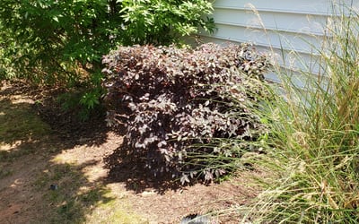 Photo of Michelle B.'s yard after getting landscaping in Bunn, NC