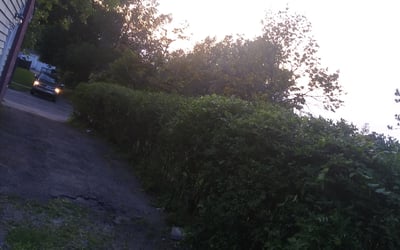 Photo of Cheryl E.'s yard after getting tree care in Swanton, OH