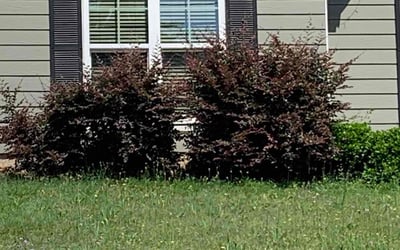 Photo of Nathan R.'s yard after getting landscaping in Phenix City, AL