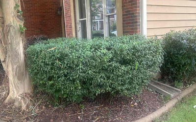 Photo of Sarah T.'s yard after getting tree care in Marietta, GA