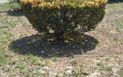 Photo of Christine R.'s yard after getting landscaping in Deland, FL