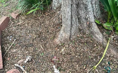 Photo of Sheila P.'s yard after getting landscaping in Bagdad, FL