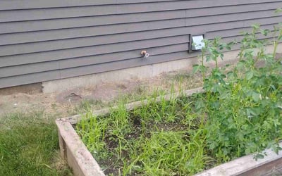 Photo of Sean K.'s yard after getting landscaping in Madison, WI