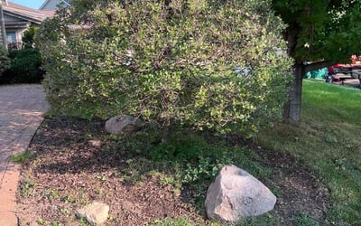 Photo of Nathan H.'s yard after getting landscaping in Albertville, MN