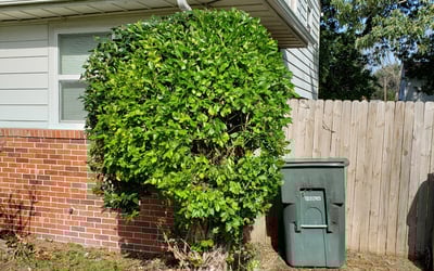 Photo of Anthony B.'s yard after getting landscaping in Currituck, NC