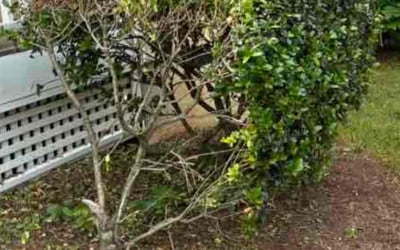 Photo of Angel D.'s yard after getting landscaping in Holly Springs, NC