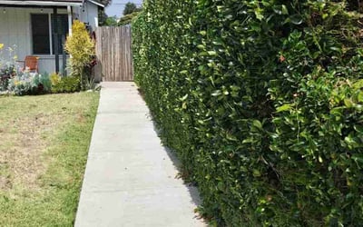 Photo of Larry C.'s yard after getting tree care in Chico, CA